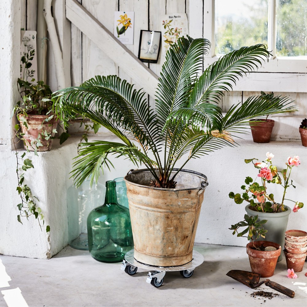 Produktabbildung Nr. 2: WAGNER Rouleur pour plantes ALASKA - Ø 30 x 7,5 cm alu, capacité de charge 150 kg