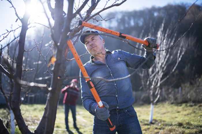 Baumschnitt: Mann schneidet Baum