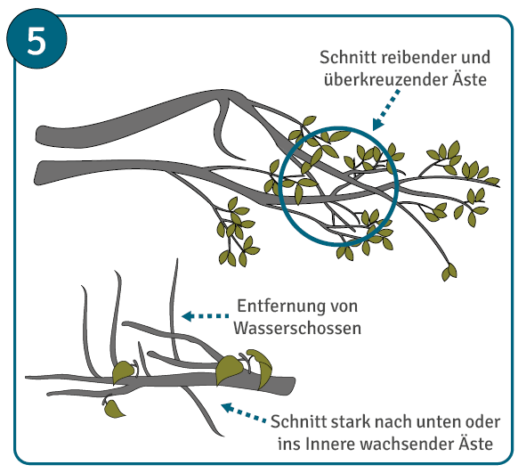 Bäume schneiden Wasserschossen entfernen