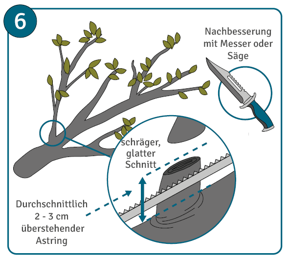Baumschnitt nachbessern mit Messer